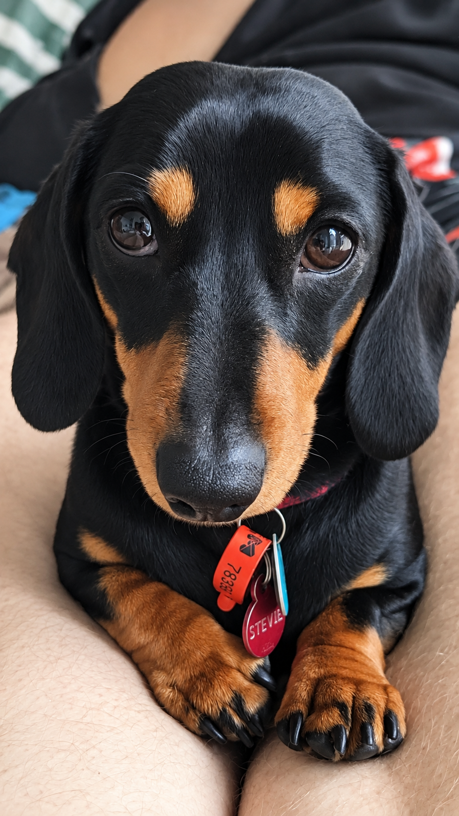 Stevie, the dog at the centre of the Hound Forward story