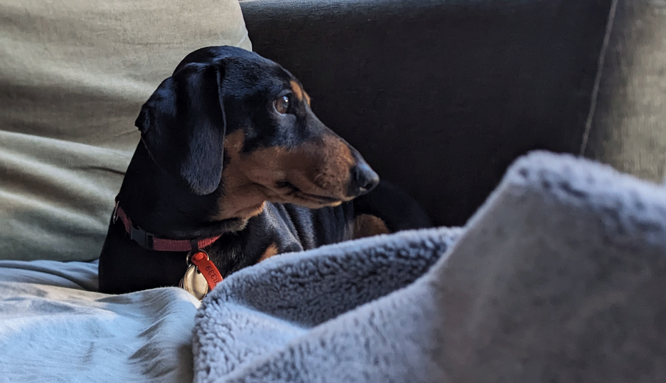 Stevie resting at home